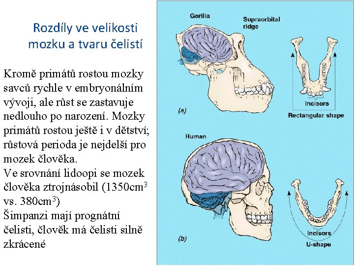 Rozdíly ve velikosti mozku a tvaru čelistí Kromě primátů rostou mozky savců rychle v