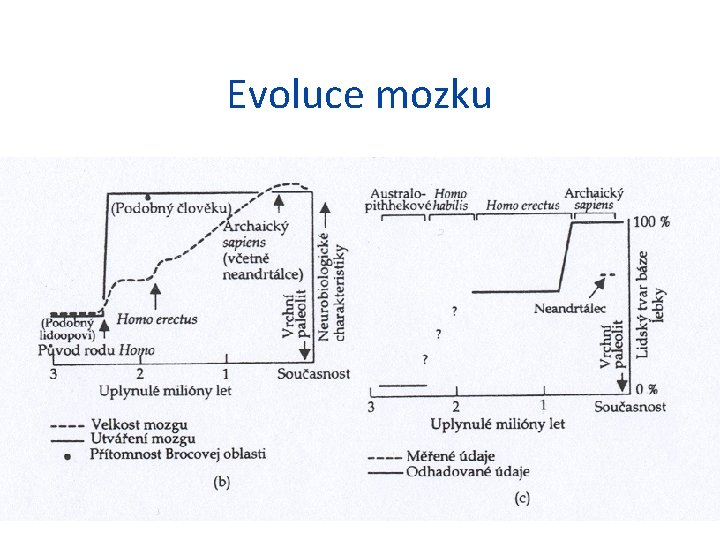 Evoluce mozku 