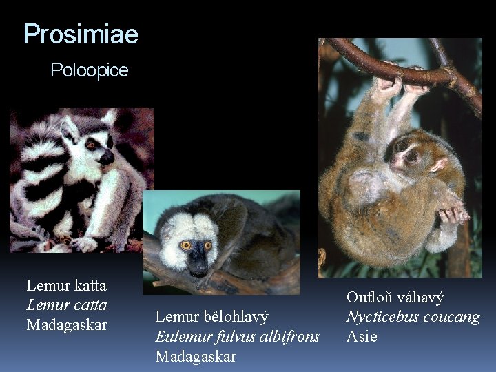 Prosimiae Poloopice Lemur katta Lemur catta Madagaskar Lemur bělohlavý Eulemur fulvus albifrons Madagaskar Outloň