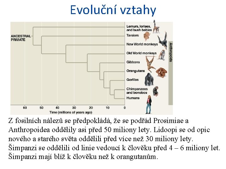 Evoluční vztahy Z fosilních nálezů se předpokládá, že se podřád Prosimiae a Anthropoidea oddělily