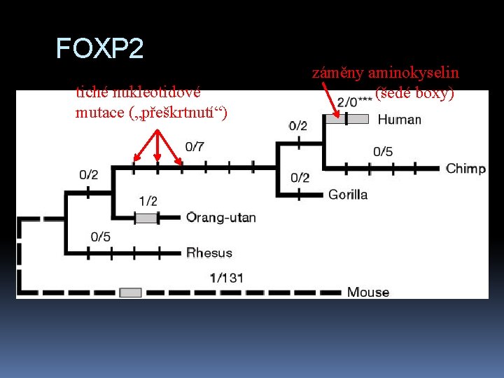 FOXP 2 tiché nukleotidové mutace („přeškrtnutí“) záměny aminokyselin (šedé boxy) 