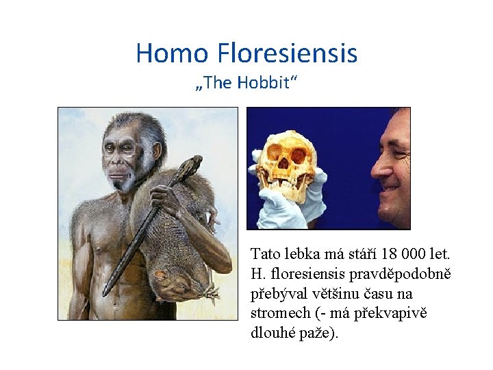 Homo Floresiensis „The Hobbit“ Tato lebka má stáří 18 000 let. H. floresiensis pravděpodobně