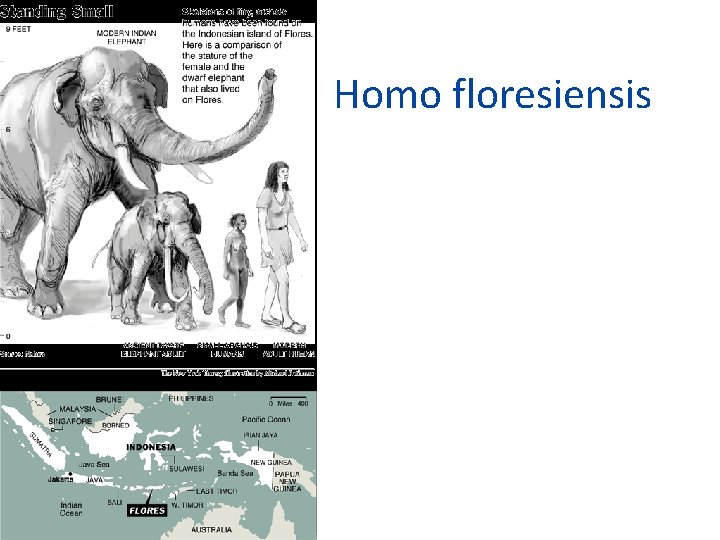 Homo floresiensis 
