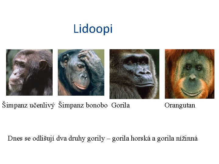 Lidoopi Šimpanz učenlivý Šimpanz bonobo Gorila Orangutan Dnes se odlišují dva druhy gorily –