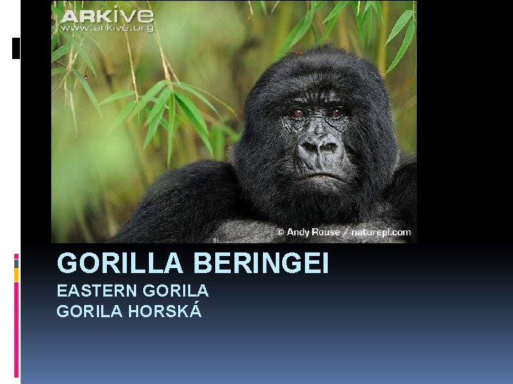 GORILLA BERINGEI EASTERN GORILA HORSKÁ 