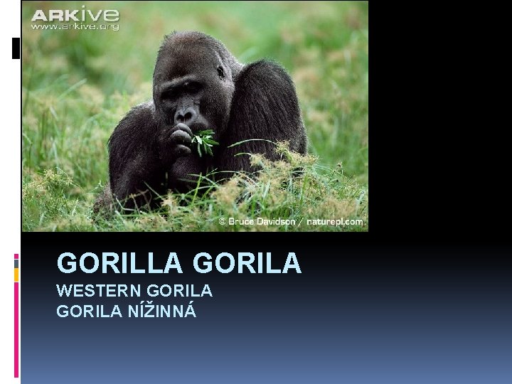 GORILLA GORILA WESTERN GORILA NÍŽINNÁ 