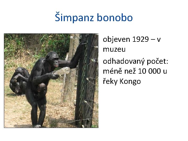 Šimpanz bonobo • objeven 1929 – v muzeu • odhadovaný počet: méně než 10