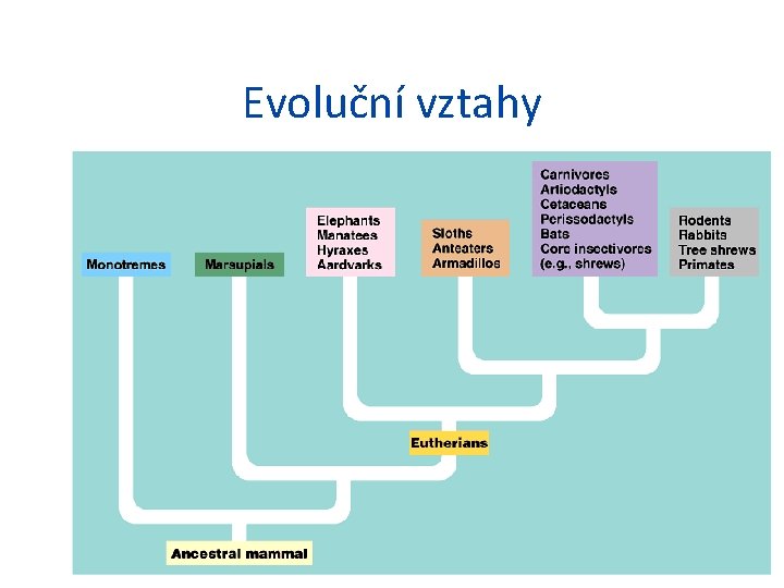 Evoluční vztahy 