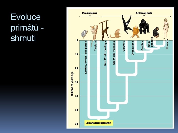 Evoluce primátů shrnutí 