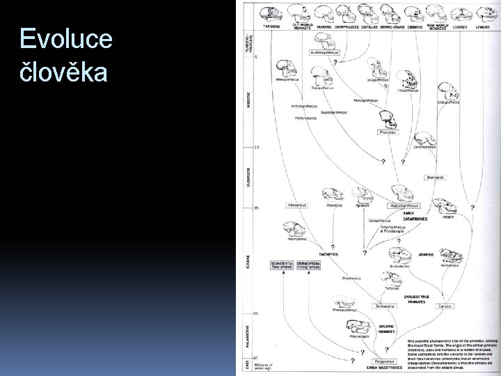 Evoluce člověka 