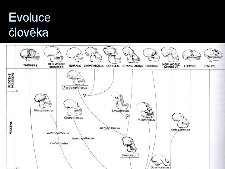 Evoluce člověka 