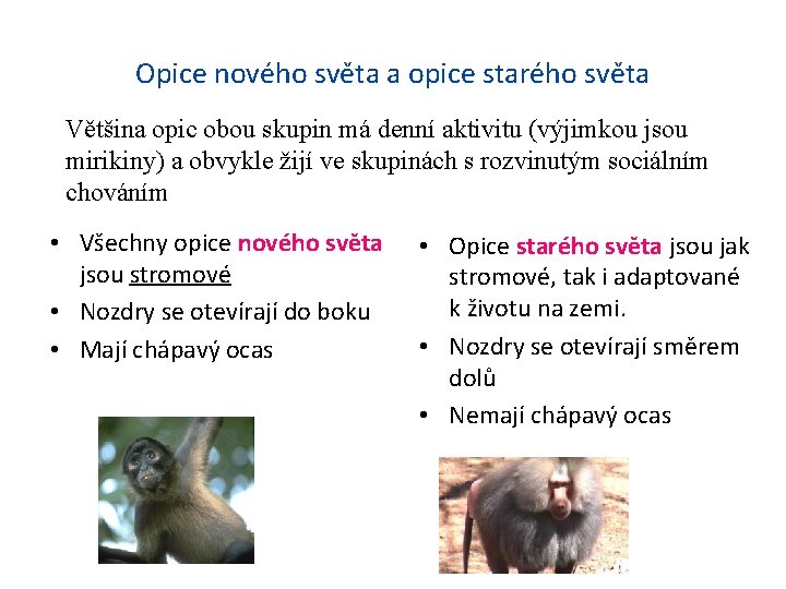 Opice nového světa a opice starého světa Většina opic obou skupin má denní aktivitu