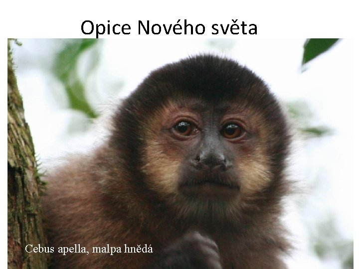 Opice Nového světa Cebus apella, malpa hnědá 