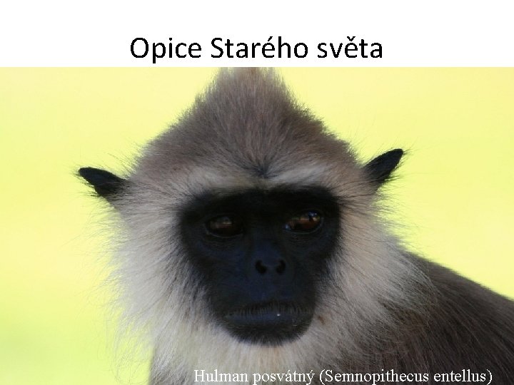 Opice Starého světa Hulman posvátný (Semnopithecus entellus) 