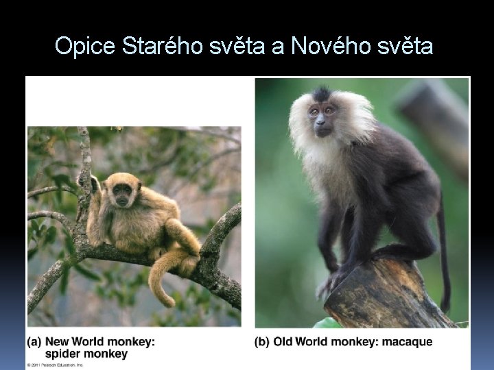 Opice Starého světa a Nového světa 