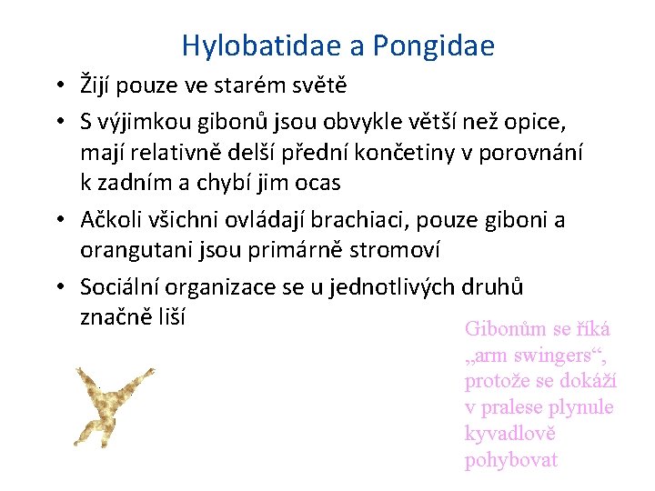 Hylobatidae a Pongidae • Žijí pouze ve starém světě • S výjimkou gibonů jsou