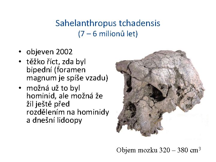 Sahelanthropus tchadensis (7 – 6 milionů let) • objeven 2002 • těžko říct, zda