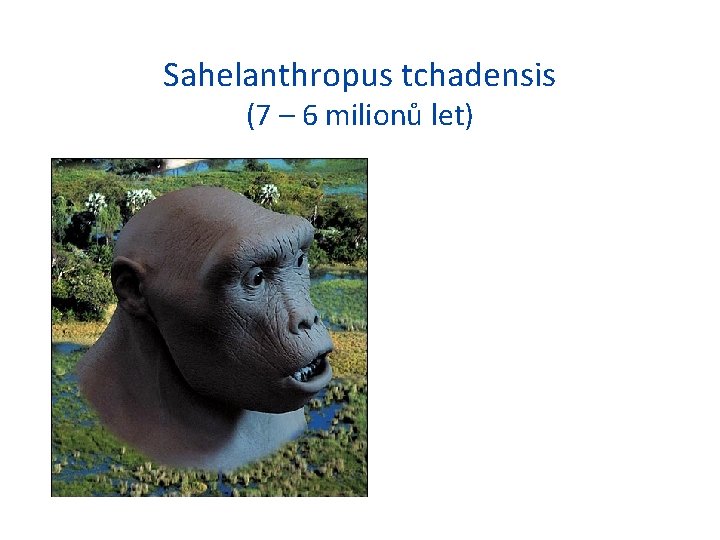 Sahelanthropus tchadensis (7 – 6 milionů let) 