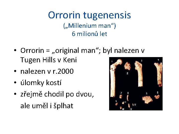 Orrorin tugenensis („Millenium man“) 6 milionů let • Orrorin = „original man“; byl nalezen