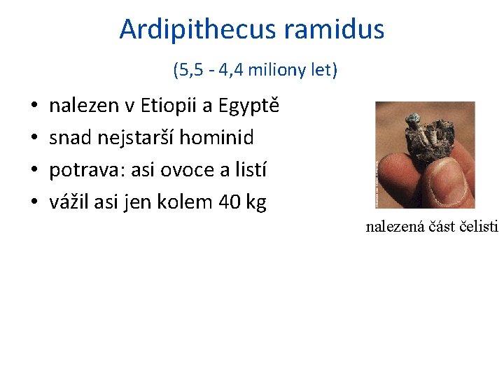 Ardipithecus ramidus (5, 5 - 4, 4 miliony let) • • nalezen v Etiopii