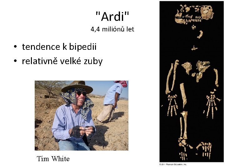 "Ardi" 4, 4 miliónů let • tendence k bipedii • relativně velké zuby Tim