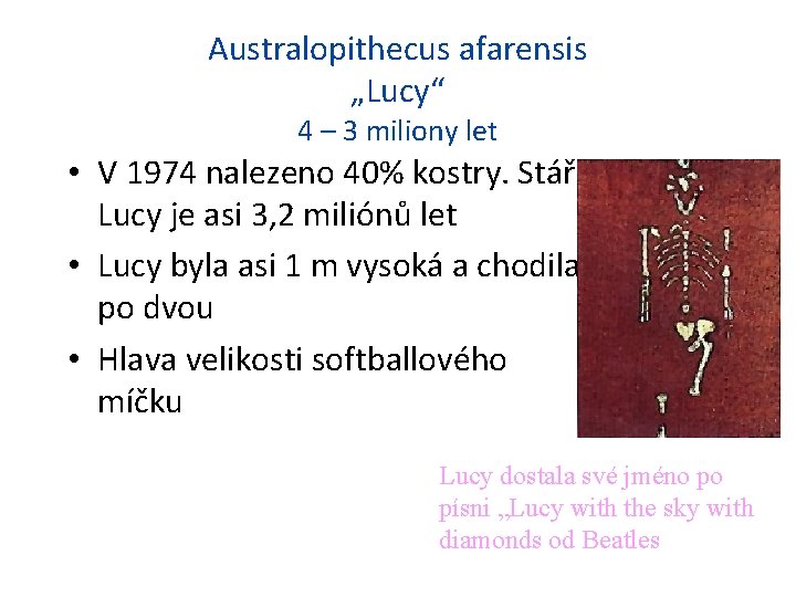 Australopithecus afarensis „Lucy“ 4 – 3 miliony let • V 1974 nalezeno 40% kostry.