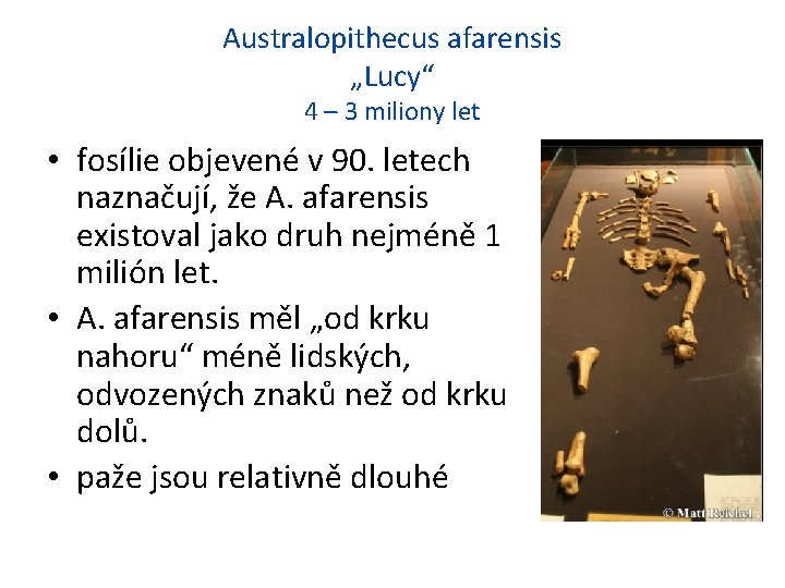 Australopithecus afarensis „Lucy“ 4 – 3 miliony let • fosílie objevené v 90. letech