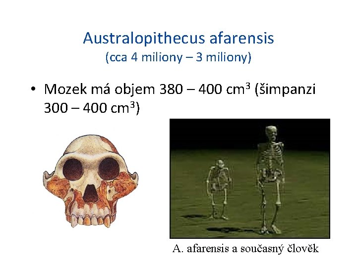 Australopithecus afarensis (cca 4 miliony – 3 miliony) • Mozek má objem 380 –