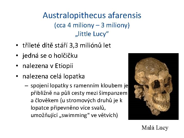 Australopithecus afarensis (cca 4 miliony – 3 miliony) „little Lucy“ • • tříleté dítě