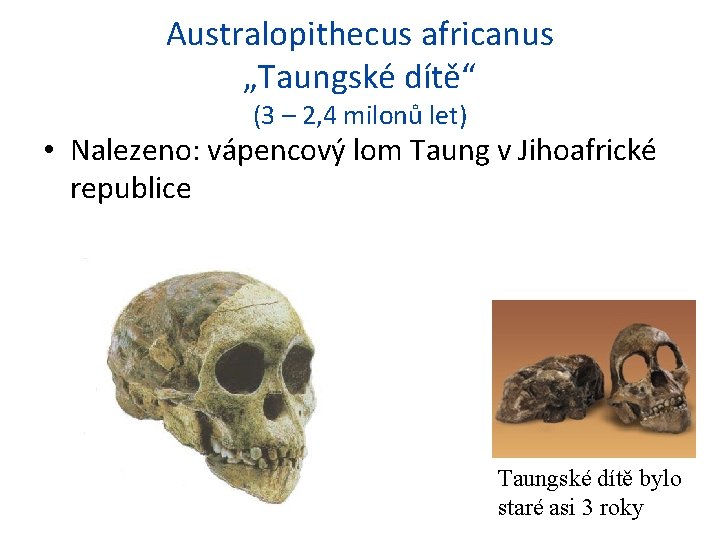 Australopithecus africanus „Taungské dítě“ (3 – 2, 4 milonů let) • Nalezeno: vápencový lom