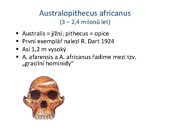 Australopithecus africanus (3 – 2, 4 milonů let) Australis = jižní; pithecus = opice