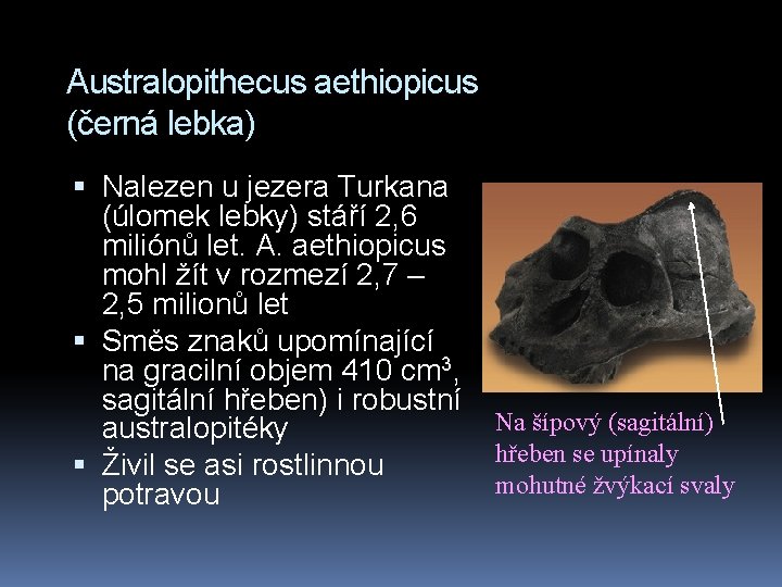 Australopithecus aethiopicus (černá lebka) Nalezen u jezera Turkana (úlomek lebky) stáří 2, 6 miliónů