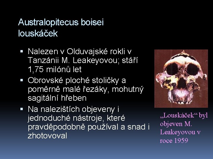 Australopitecus boisei louskáček Nalezen v Olduvajské rokli v Tanzánii M. Leakeyovou; stáří 1, 75