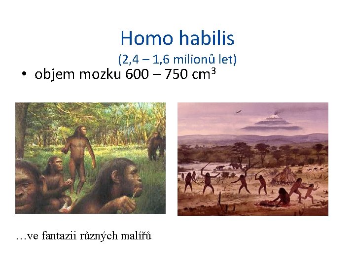 Homo habilis (2, 4 – 1, 6 milionů let) • objem mozku 600 –