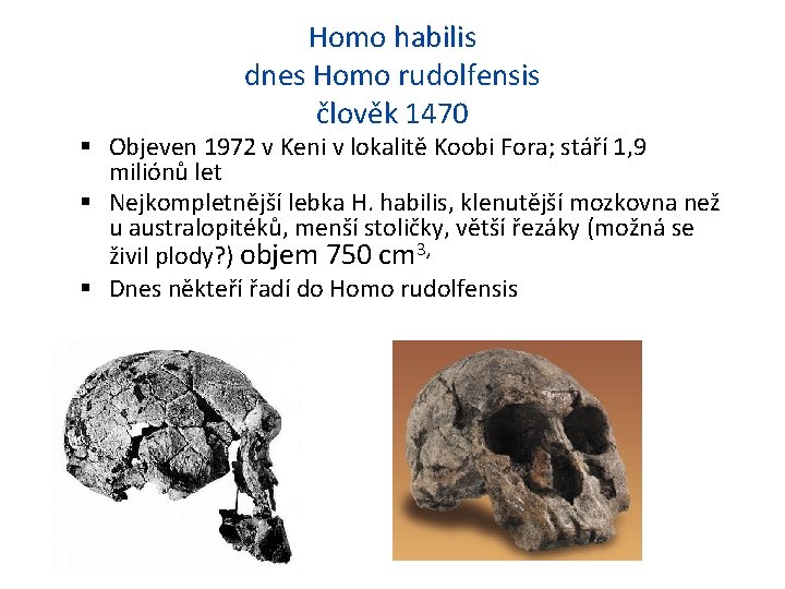 Homo habilis dnes Homo rudolfensis člověk 1470 Objeven 1972 v Keni v lokalitě Koobi