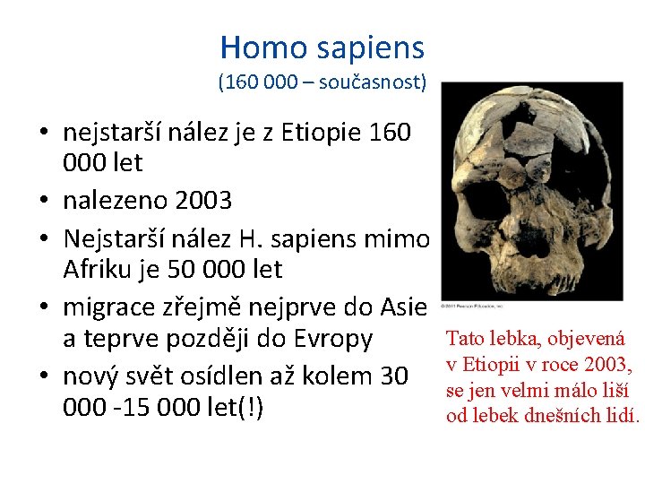 Homo sapiens (160 000 – současnost) • nejstarší nález je z Etiopie 160 000