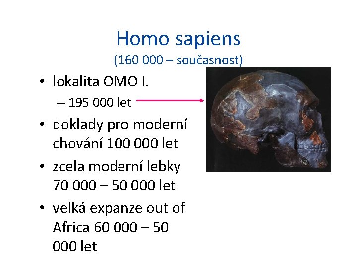 Homo sapiens (160 000 – současnost) • lokalita OMO I. – 195 000 let