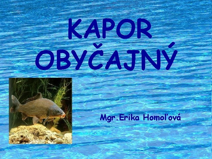 KAPOR OBYČAJNÝ Mgr. Erika Homoľová 