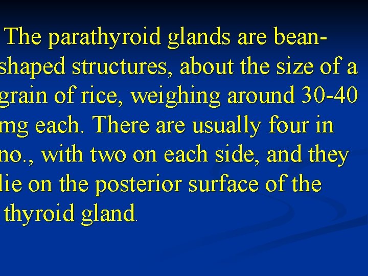 The parathyroid glands are beanshaped structures, about the size of a grain of rice,