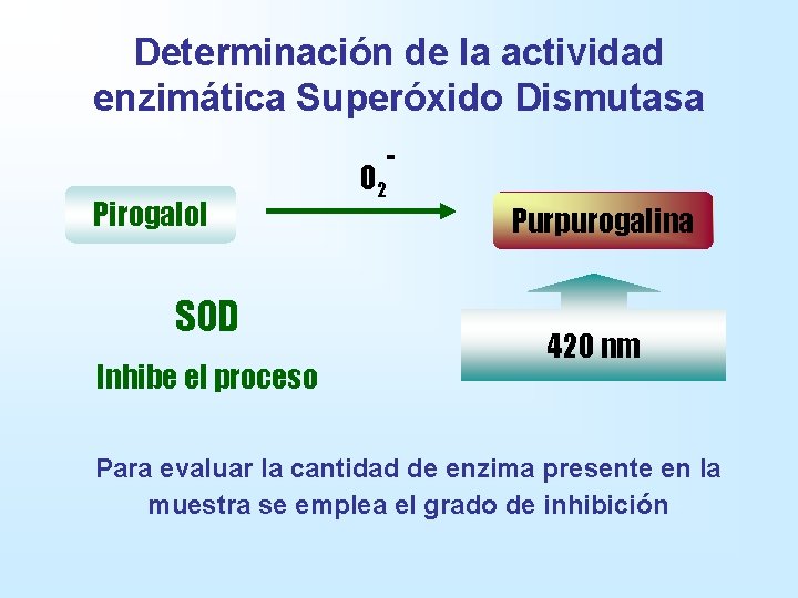 Determinación de la actividad enzimática Superóxido Dismutasa Pirogalol SOD Inhibe el proceso O 2