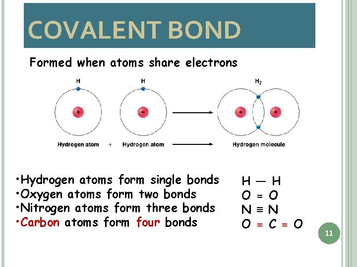 COVALENT BOND Formed when atoms share electrons • Hydrogen atoms form single bonds •