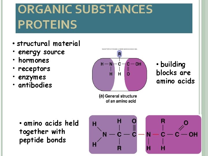 ORGANIC SUBSTANCES PROTEINS • structural material • energy source • hormones • receptors •
