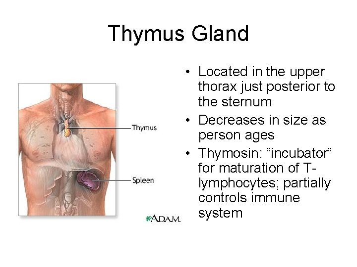 Thymus Gland • Located in the upper thorax just posterior to the sternum •