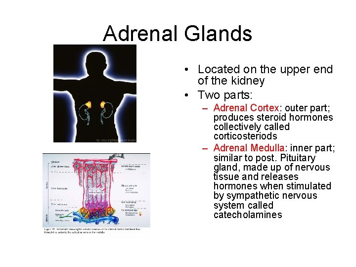 Adrenal Glands • Located on the upper end of the kidney • Two parts: