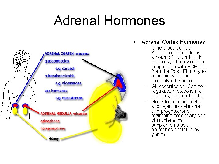 Adrenal Hormones • Adrenal Cortex Hormones – Mineralocorticoids: Aldosterone- regulates amount of Na and