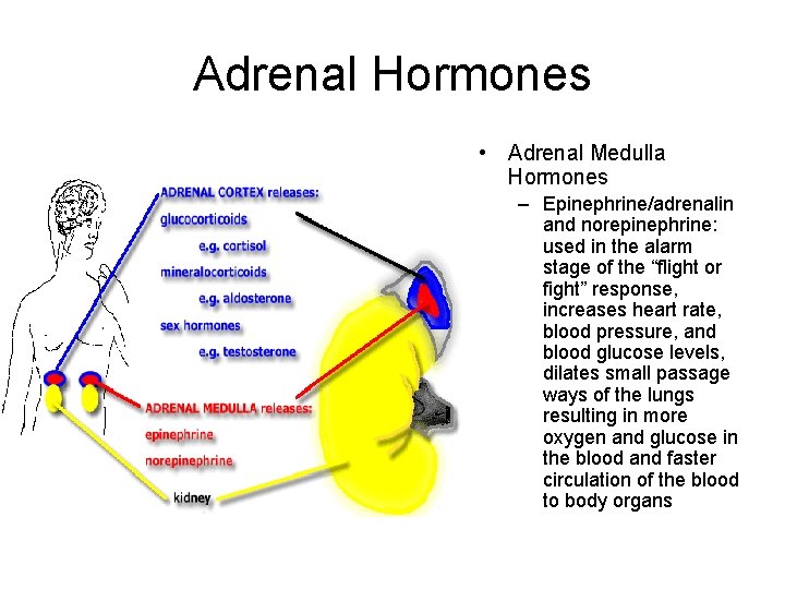 Adrenal Hormones • Adrenal Medulla Hormones – Epinephrine/adrenalin and norepinephrine: used in the alarm