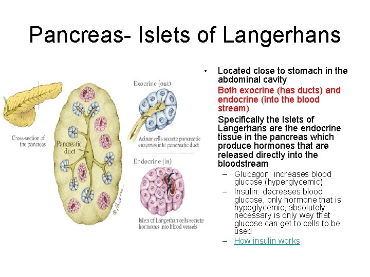 Pancreas- Islets of Langerhans • • • Located close to stomach in the abdominal