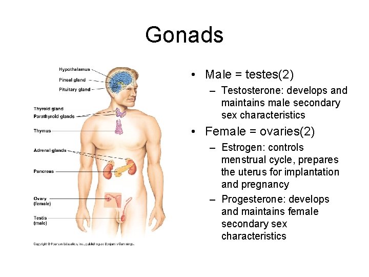 Gonads • Male = testes(2) – Testosterone: develops and maintains male secondary sex characteristics