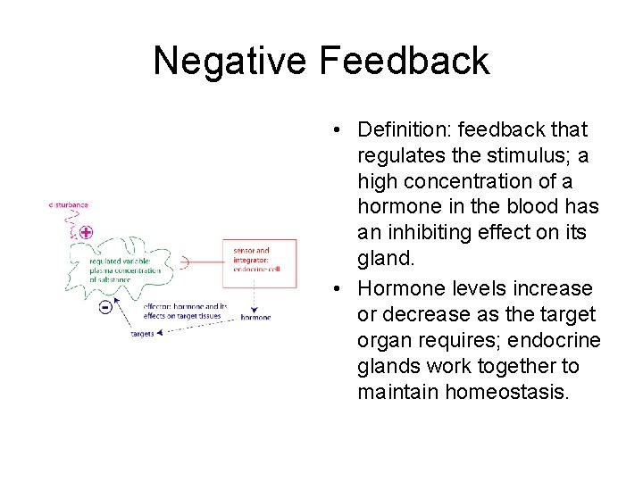 Negative Feedback • Definition: feedback that regulates the stimulus; a high concentration of a