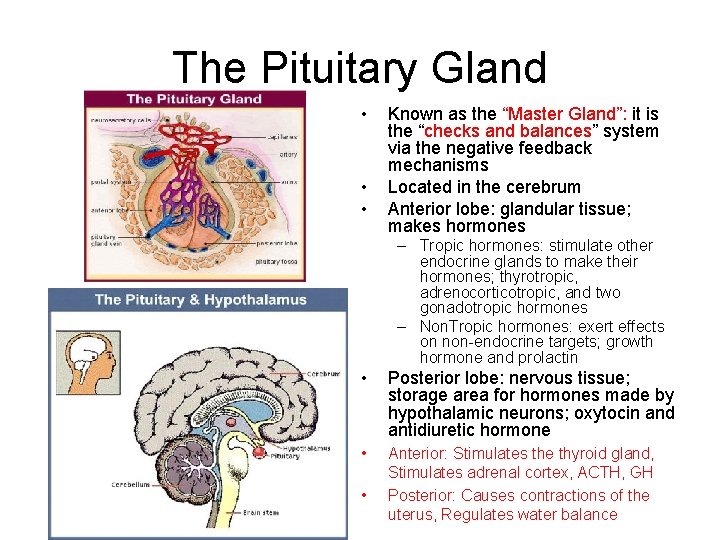 The Pituitary Gland • • • Known as the “Master Gland”: it is the